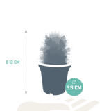 Cactus mix 5.5 cm - zonder pot bloeiend - 5x