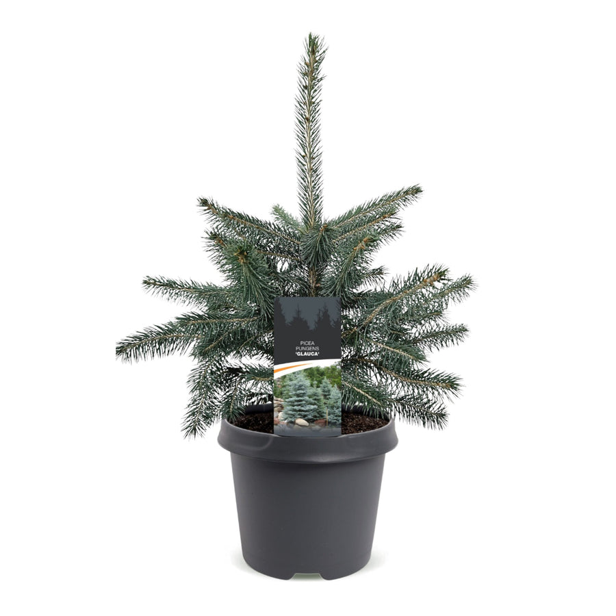 Blauwe spar kerstboom – Pot Ø23 cm · 60 cm hoog (foto 2)