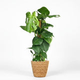 Green boutiQ - Kamerplant - Gatenplant - Monstera Deliciosa mosstok - Groen - Weinig onderhoud - 1 Plant - met Mand - Pot 19cm - Hoogte 90cm