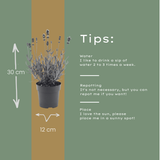 6x Lavandula angustifolia Felice® - 12 cm pot - Set van 6 Lavendel planten