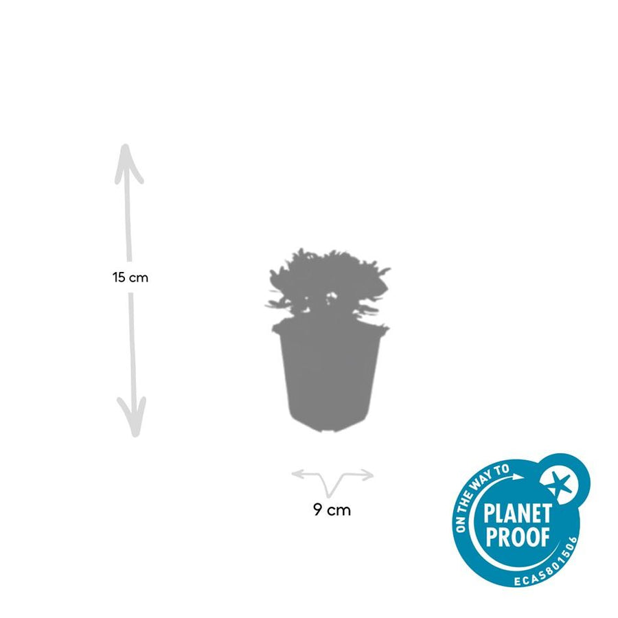 Potentilla tridentata 'Nuuk' – 60 planten · pot Ø9 cm · 10-25 cm hoog (foto 4)
