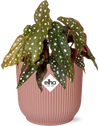 Begonia Maculata + ELHO Vibes Fold 14cm roze