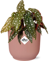 Begonia Maculata + ELHO Vibes Fold 14cm roze