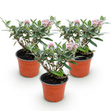Green boutiQ - Tuinplant - Buddleja davidii Butterfly Candy Little Pink - Vlinderstruik - Compact - Roze - 3 Planten - Pot 12cm - Hoogte 20-25cm