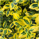 Plants by Frank - 1 meter gele Kardinaalsmuts haag - Euonymus fortunei 'Emerald Gold' - Set van 6 winterharde haagplanten - Groenblijvende haag - Vers van de kwekerij geleverd