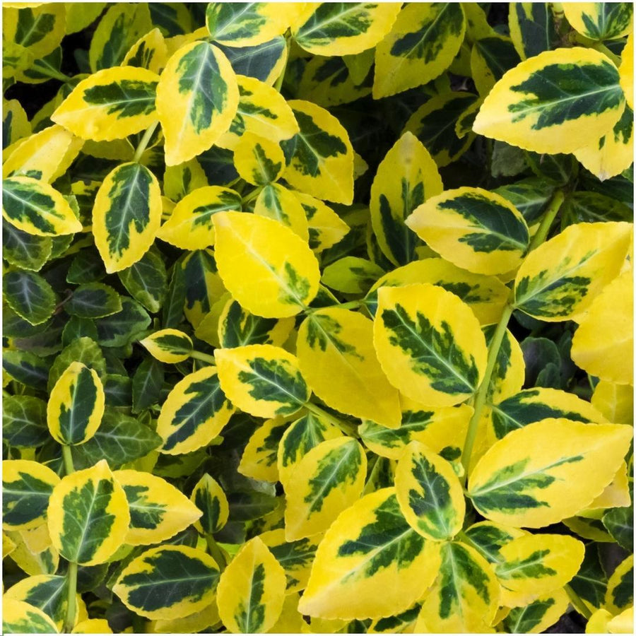 Euonymus fortunei 'Emerald Gold' — Kardinaalsmutshaag, 6 planten (1 strekkende meter)