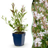 Green boutiQ - Vasteplant - Gaura lindh. Whirling Butterflies - Prachtkaars - Bijen- en vlinderlokkers - Wit - 12 Planten - Pot 11cm - Hoogte 15-25cm