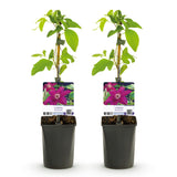 Green boutiQ - Klimplant - Clematis Westerplatte - Bloem Rood - Weinig onderhoud -2 planten -Pot 11cm Hoogte 40cm
