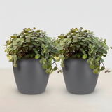 Green boutiQ - Kamerplant - Calissia repens - Kattengras - Huisdiervriendelijk - Groen - 2 Planten - met Potter Grijs - Pot 12cm - Hoogte 17-20cm