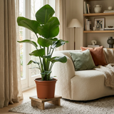 Green boutiQ - Kamerplant - Paradijsvogelplant - Stelitzia Nicolai - Groen - Weinig onderhoud - 1 Plant - Pot 19cm - Hoogte 80 - 90cm