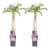 2x - Wisteria floribunda 'Naga Noda' - ↨65cm - Ø15