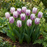 120x Tulipa Flaming Flag - Tulp Vlammende Vlag - Wit en Paars - Voorjaarsbloeier - Bolmaat 11/12