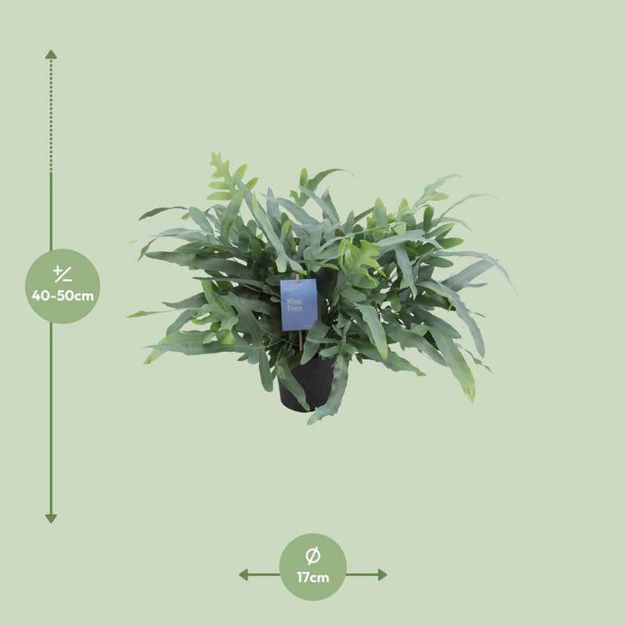 Phlebodium Aureum Blue Star – Pot Ø17 cm · 50 cm hoog (foto 2)