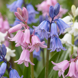 40x Hyacinthoides Hispanica mix - Spaanse boshyacint mix - Diversen - Verwilderingsbol - Bolmaat 7/8