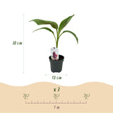 Green boutiQ - Fruitplant - Bananen plant - Musa sikkemensis Red Tiger - Winterhard - 2 planten - Pot 12cm Hoogte 30cm