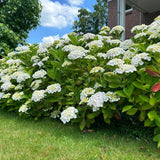 Green boutiQ - Tuinplant - Hydrangea macrophylla Wit - Hortensia - Winterhard - Wit - 1 Plant - Pot 12cm - Hoogte Hoogte 20-30cm