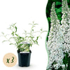 Green boutiQ - Tuinplant - Buddleja davidii White Profusion - Vlinderstruik - Winterhard - Wit - 3 Planten - Pot 17cm - Hoogte 45cm