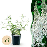 Green boutiQ - Tuinplant - Buddleja davidii White Profusion - Vlinderstruik - Winterhard - Wit - 3 Planten - Pot 17cm - Hoogte 45cm