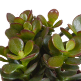 Crassula mix 8.5 cm - 3x - in terracotta pot