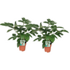 Schefflera Actinophylla - 2 stuks - Ø19cm - ↕75cm