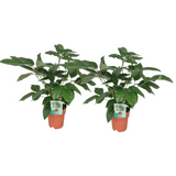 Schefflera Actinophylla - 2 stuks - Ø19cm - ↕75cm