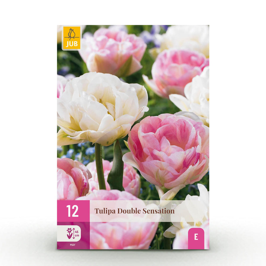 Tulpenbollen Double Sensation — wit en roze, 12 stuks (bolmaat 11/12)