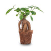 Ficus microcarpa ginseng bonsai- Potmaat 9