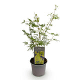 Green boutiQ - Tuinplant - Acer palmatum Emerald Lace - Groen - 1 Plant - Bladverliezend - Weinig Onderhoud - Pot 12cm Hoogte 35cm