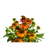 Echinacea Purpurea Orange Ø19cm - ↕60 - 70cm