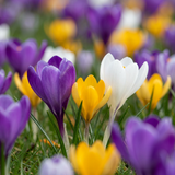 70x Crocus mix - Gemengde krokussen - Diversen - Verwilderingsbol - Bolmaat 7/8