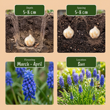 200x Muscari Armeniacum - Armeense druifhyacint - Blauw - Verwilderingsbol - Bolmaat 8/9