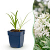 Green boutiQ - Vasteplant - Agapanthus africanus Albus - Afrikaanse Lelie - Bijen en Vlinderlokkers - Wit - 6 Planten - Pot 11cm - Hoogte 15-25cm