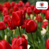 Tulpenbollen Seadov — dieprode tulp, 20 stuks (maat 11/12)