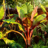 Green boutiQ - Fruitplant - Bananen plant - Ensete ventricosum Maurelli - Winterhard - 4 planten - Pot 17cm Hoogte 40cm