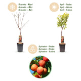 Green boutiQ - Fruitboom - Prunus domestica Victoria - Appelboom - Winterhard - Roze-Oranje Appel - 1 Plant - Pot 21cm - Hoogte 90cm