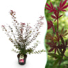 Green boutiQ - Tuinplant - Acer palmatum Shaina - Japanse Esdoorn - Bladverliezend - Rood - 1 - Pot 26cm - Hoogte 90cm