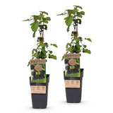 Green boutiQ - Fruitplant - Rubus fruticosus Black Satin - Bramenplant - Winterhard - Zwarte Braam - 2 Planten - Pot 15cm - Hoogte 50cm