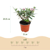 Green boutiQ - Tuinplant - Buddleja davidii Butterfly Candy Little Pink - Vlinderstruik - Compact - Roze - 1 Plant - Pot 12cm - Hoogte 20-25cm