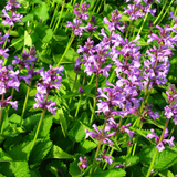 24x Stachys mon. 'Hummelo' - ↕10-25cm - Ø9cm
