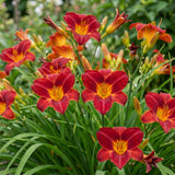Green boutiQ - Vasteplant - Hemerocallis Autumn Red - Daglelie - Bijen en Vlinderlokkers - Rood - 24 Planten - Pot 11cm - Hoogte 15-25cm