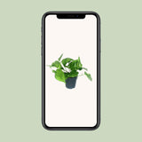 Scindapsus Pictus Trebie - Ø12cm - ↕20cm