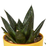 Gasteria/Haworthia mix 5,5cm - 5x - in gekleurde plasticpot