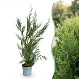 Green boutiQ - 16x Cupressocyparis leylandii 2011 - Leylandii - Haagplanten - Groenblijvend - Groen - Pot 9cm - Hoogte 30-40cm