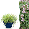 Green boutiQ - Vasteplant - Thymus praecox Minor - KruipTijm - Geurend - Roze - 6 Planten - Pot 11cm - Hoogte 15-25cm