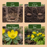 100x Eranthis Cilicica - Cilicisch winterakoniet - Geel - Voorjaarsbloeier - Bolmaat 4/5