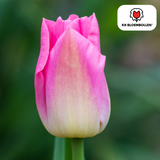 Tulpenbollen Dynasty — roze tulp, 20 stuks (maat 11/12)