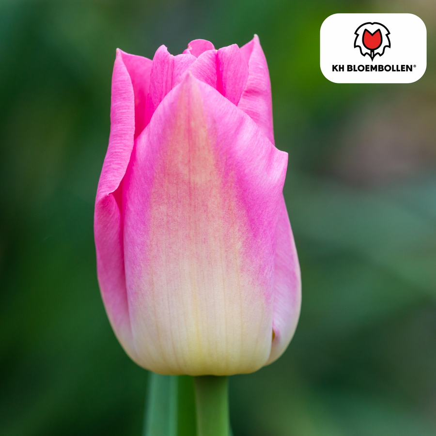 Tulpenbollen Dynasty — roze tulp, 20 stuks (maat 11/12)