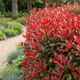 Green boutiQ - 8x Photinia fraseri Red Robin - Glansmispel - Haagplanten - Groenblijvend - Rood - Pot 9cm - Hoogte 25-35cm