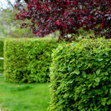 Green boutiQ - Haagplanten - Carpinus betulus -blad groen - 6 planten - 1 strekkende meter - bladverliezend - pot 17cm hoogte 55cm