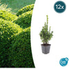 12x Buxus Sempervirens - ↕10-25cm - Ø9cm